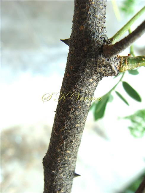  Twig with prickles